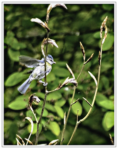 20170429_IGP3132_Fladderende pimpelmees in de struiken_72