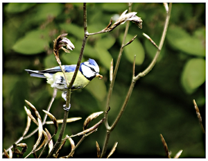 20170429_IGP3156_Pimpelmeesje met rupsje in bek_72