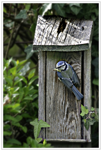 20170411_IGP3277_Dilbeek_Tuin_Pimpelmees hangend aan nestkastje_7