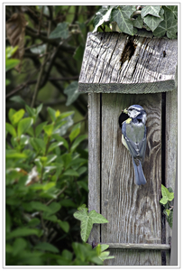 20170430_IGP3280_Dilbeek_Tuin_Pimpelmees hangend aan nestkastje_7