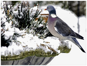 20150124_IGP3548_Dilbeek_Houtduif in de sneeuw_72