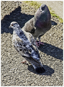 20180502_IGP9877_Valras Plage_Doffer en duivin op liefdesdate_72