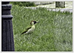 20180801_IMG_0457_Dilbeek_Tuin_groene specht_72