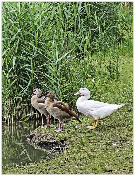 eend, nijlgans, vijver