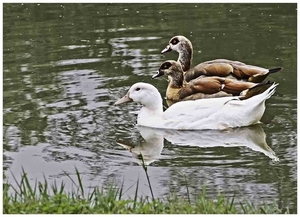 20170715_IGP4546_Dilbeek_2 Nijlganzen en een witte eend_ON1_72