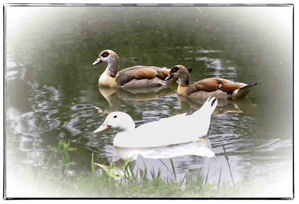 eend, nijlgans, vijver