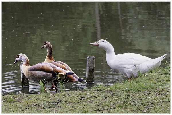 eend, nijlgans, vijver