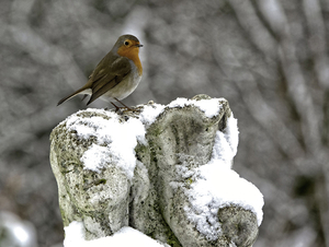 20190123_DSC00478_Dilbeek_Roodborstje