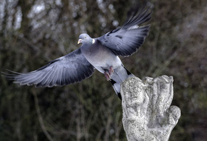 20190201_DSC01277_Dilbeek_Aanvliegende bosduif copy