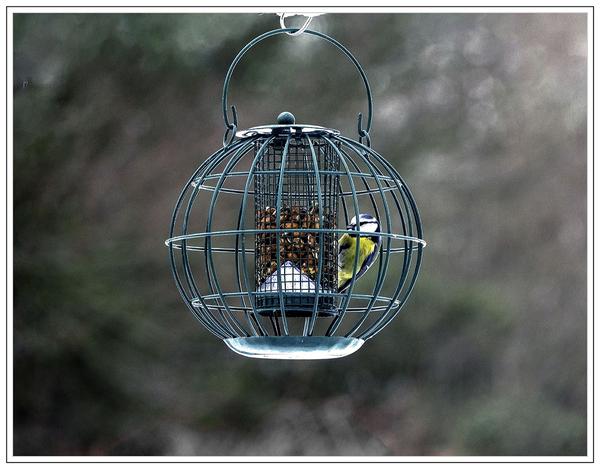 20190201_DSC01777_Dilbeek_Pimpelmeesje_72