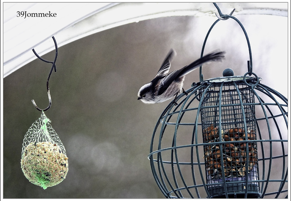 20190201_DSC01815_Dilbeek_Staartmees vliegt weg_72