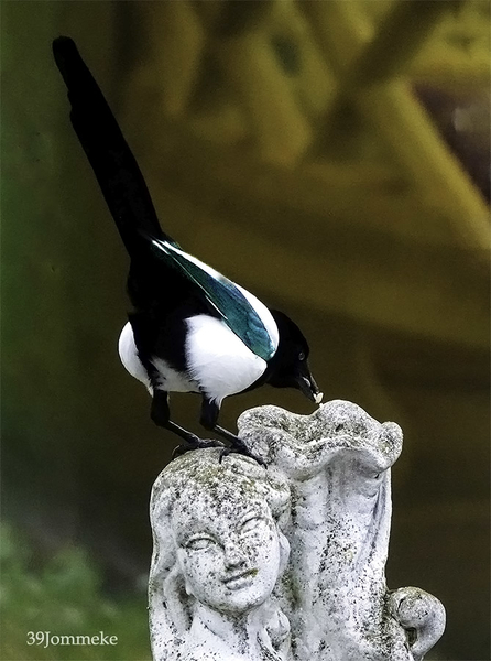 20190102_DSC00049_Dilbeek_Pikkende ekster_72