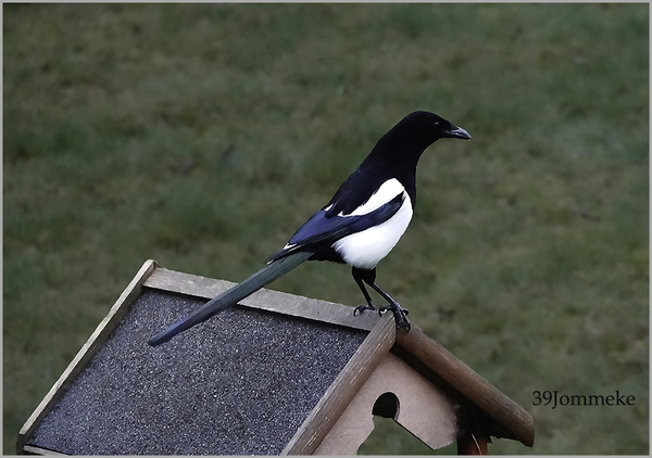20190102_DSC00079_Dilbeek_Ekster op voederhuisje_72