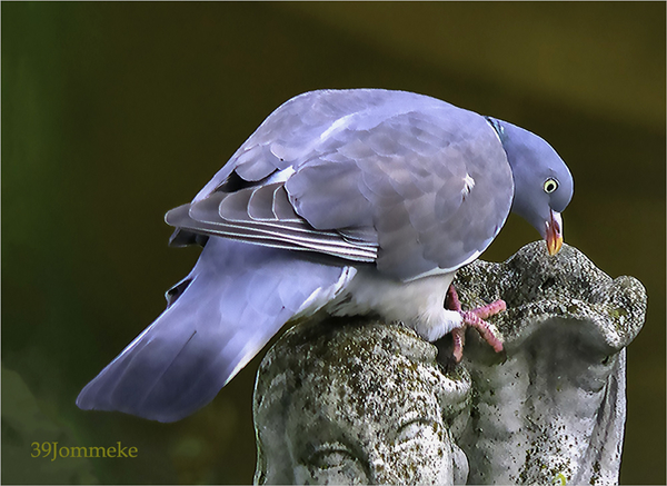 20190102_IGP7867_Dilbeek_Pikkende bosduif_72