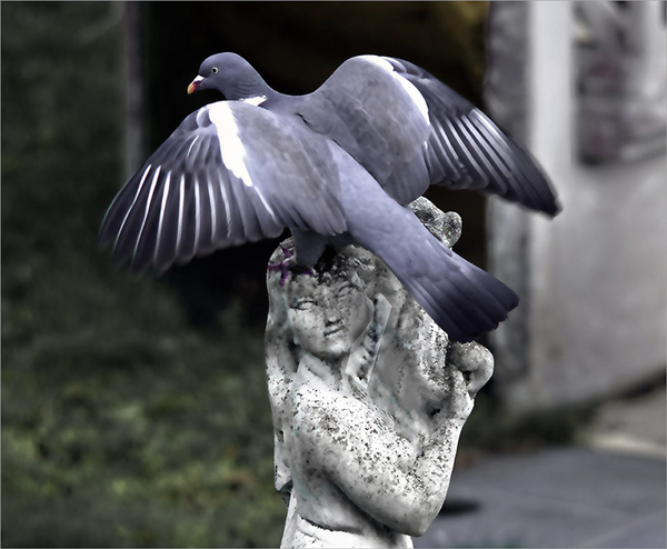 20190102_IGP7911_Dilbeek_Duif met open vleugels_72