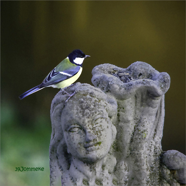 20181226_IGP7637_Dilbeek_Koolmees_72