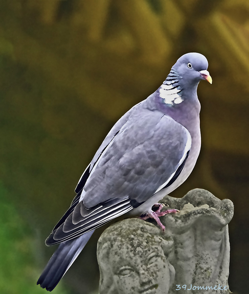 20190102-DSC00019_Poserende bosduif_72