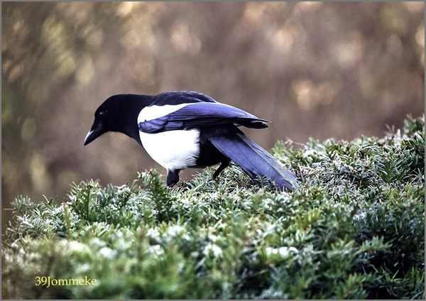 20190121_DSC00395_Dilbeek_Ekster op taxushaag_72