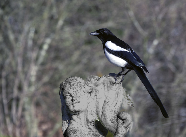 20190123_DSC00330_Dilbeek_Poserende ekster