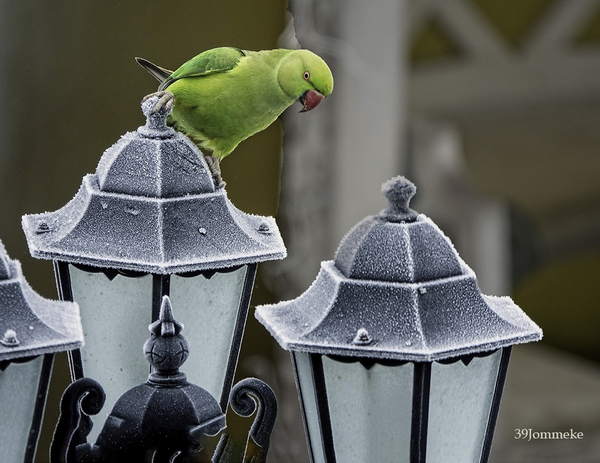 20190131_DSC00961_Dilbeek_Halsbandparkiet op lantaar_72