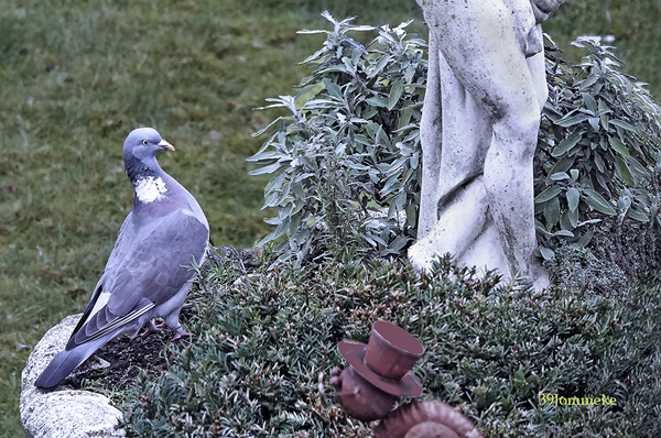 20190208_DSC2468_Dilbeek_Bosduif in plantenbak_72