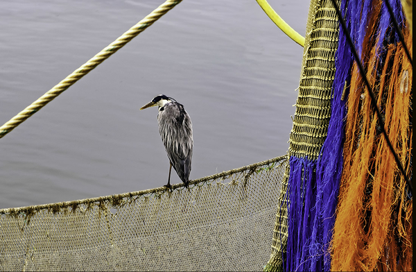 IGP0813_Haven Nieuwpoort_Zilverreiger op wacht 2