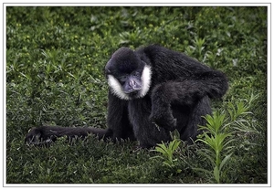 20140621_IGP0528_Planckendael_Zwarte witwanggibbon_72