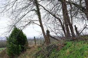 DSC_0496