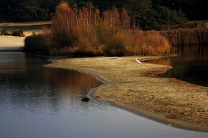 Met reiger