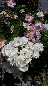 20160610_131053