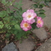 Jun-Jul-Aug 2013 (16)