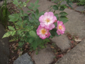 Jun-Jul-Aug 2013 (16)