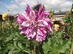 Jun-Jul-Aug 2013 (17)