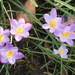 LENTE 2014 (4)