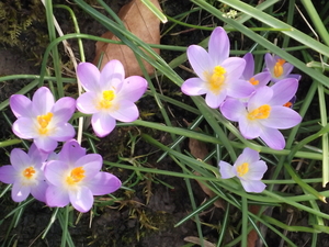 LENTE 2014 (4)