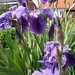 LENTE 2015 (6)