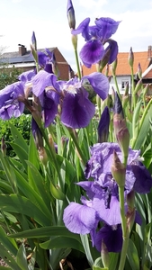 LENTE 2015 (6)