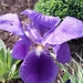LENTE 2015 (7)