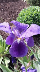 LENTE 2015 (7)