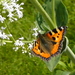 Zomer 2014 (10)