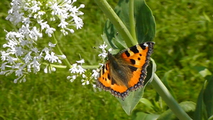 Zomer 2014 (10)