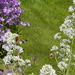 Zomer 2014 (11)