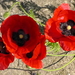 Zomer 2014 (13)