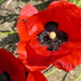 Zomer 2014 (14)