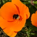 Zomer 2014 (17)