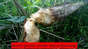 Boom geveld zonder kapvergunning
