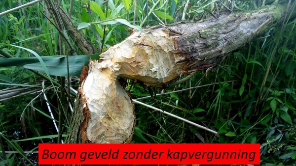 Boom geveld zonder kapvergunning