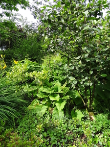 DSC06665