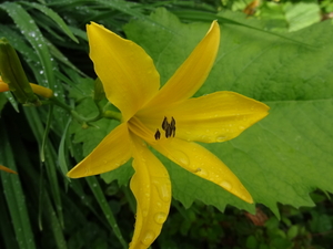 DSC06667