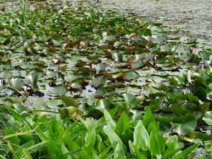 DSC06675